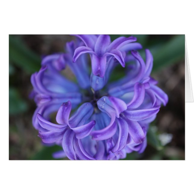 Cartão Hyacinth Roxo (Frente Horizontal)