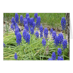 Cartão Hyacintos de Uva