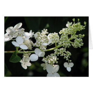 Cartão Hydrangea