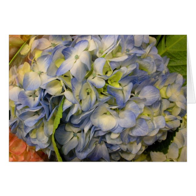 Cartão Hydrangea (Frente horizontal)
