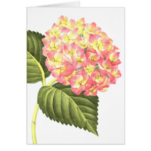 Cartão Hydrangea cor-de-rosa