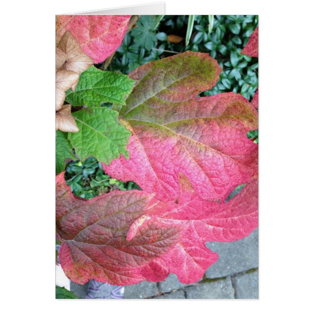 Cartão Hydrangea de Oakleaf (Frente)