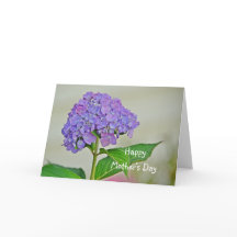 Hydrangea do Dia das Mães