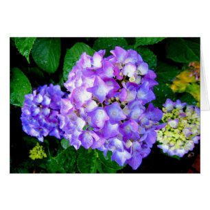 Cartão Hydrangea do verão