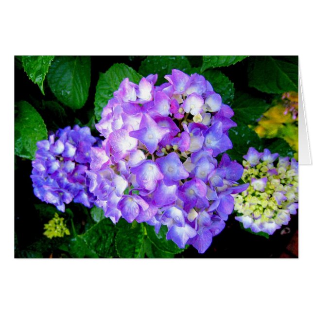 Cartão Hydrangea do verão (Frente Horizontal)