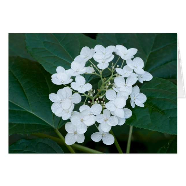 Cartão Hydrangea Plant e Flowers (Frente horizontal)