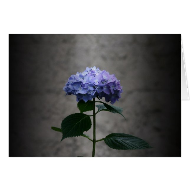 Cartão "hydrangea" por Larry Coressel (Frente Horizontal)
