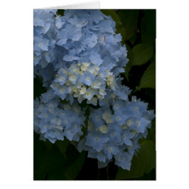 Cartão Hydrangeas