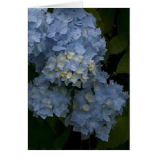 Cartão Hydrangeas