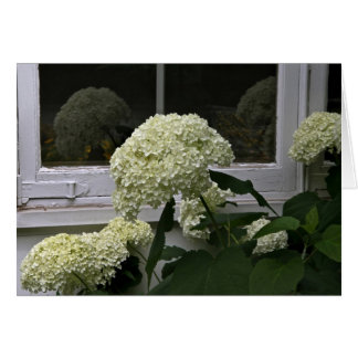 Cartão Hydrangeas brancas