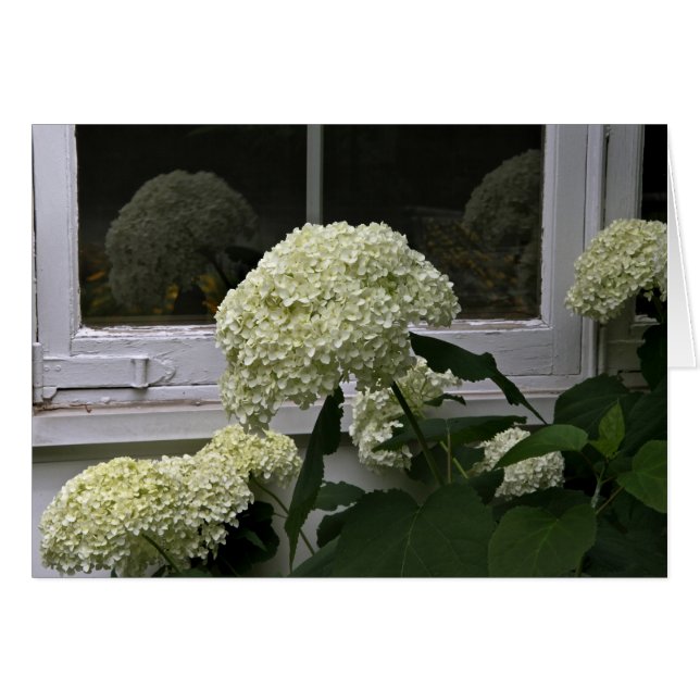 Cartão Hydrangeas brancas (Frente horizontal)
