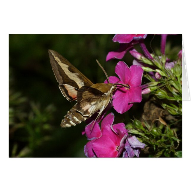 Cartão Hyles gallii (Frente Horizontal)