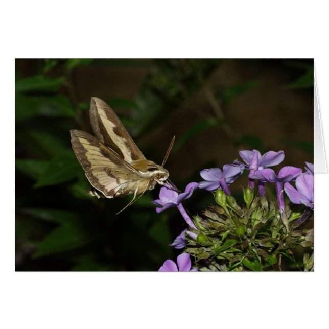 Cartão Hyles gallii (Frente Horizontal)