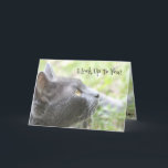 Cartão I Look Up To You<br><div class="desc">Funny admiring grey cat birthday card,  because they are older than you like an older sister,  or older friend. Personalize the text to suit any special occasion greeting card.</div>