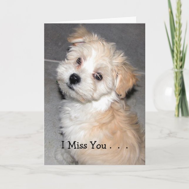 Cartão I Miss You . - Havanese puppy (Frente)