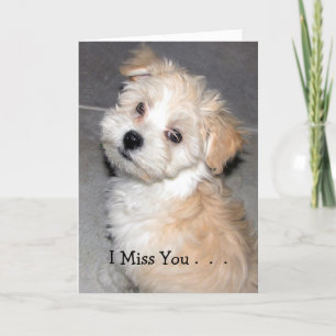 Cartão I Miss You . - Havanese puppy