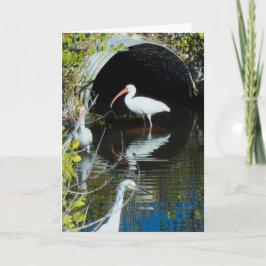 Cartão Ibis and Snowy Egret Greeting Card