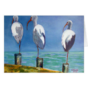 Cartão Ibis Design