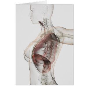 Cartão ideia 3D do sistema respiratório fêmea 2