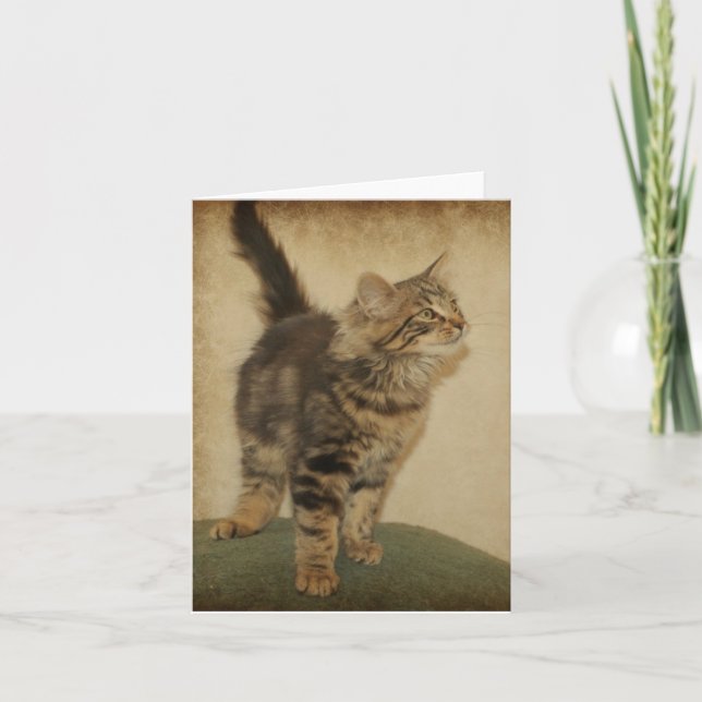 Cartão iger Kitten Notecard (Frente)