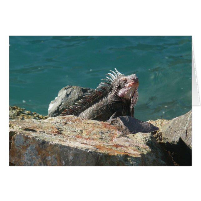 Cartão Iguana em St. Thomas (Frente Horizontal)