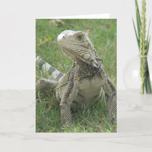 Cartão Iguana Greeting Card