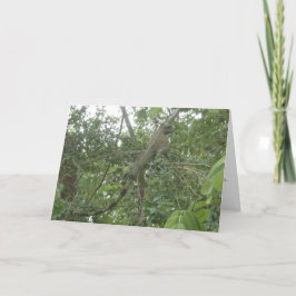Cartão iguana greeting card (slimming version)