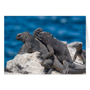 Cartão Iguana marinha