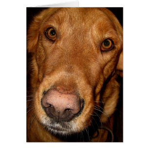 Cartão II afortunado