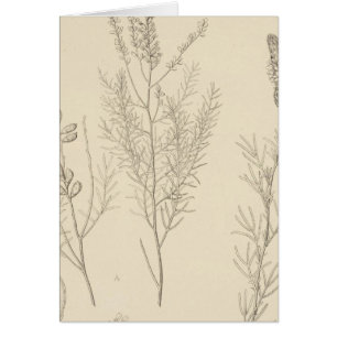 Cartão II Parryella, Petalostemon