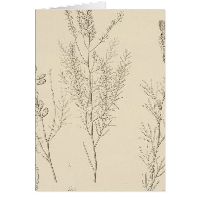 Cartão II Parryella, Petalostemon (Frente)