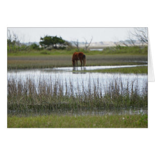 Cartão Ilha da cenoura