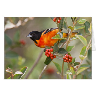 Cartão Ilha do Padre do Sul, Texas, EUA, Baltimore Oriole