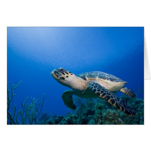 Cartão Ilhas Cayman, Little Cayman Island, Subaquático 2