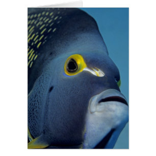 Cartão Ilhas Cayman, Peixe-anjo-francês Pomacanthus