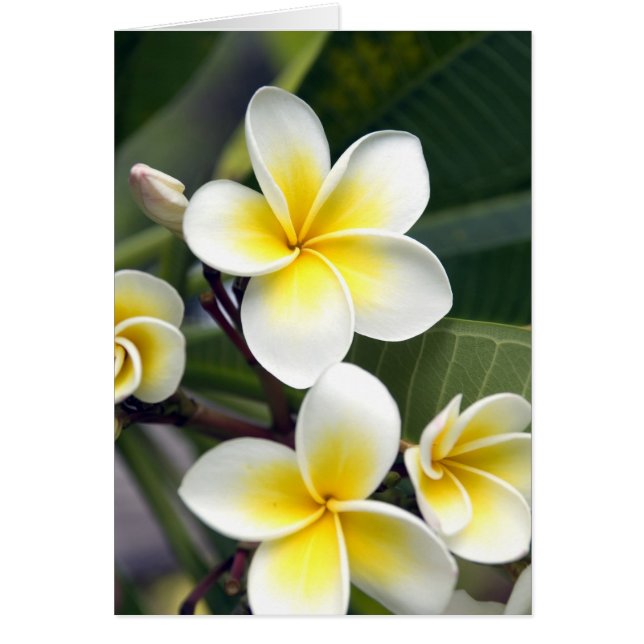 Cartão Ilhas Frangipani (Frente)