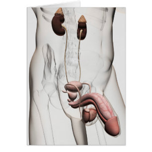 Cartão Ilustração 3D Do Sistema De Reprodução Masculina 1