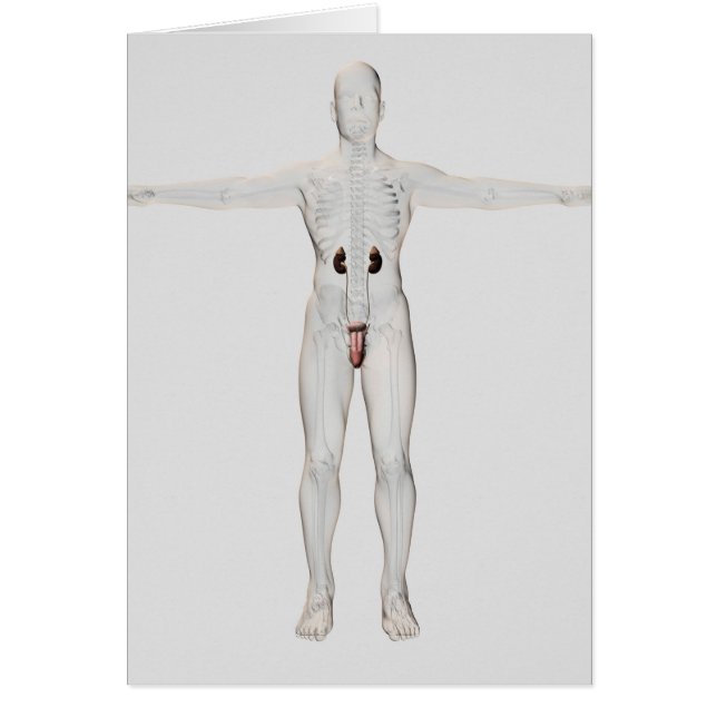 Cartão Ilustração 3D Do Sistema De Reprodução Masculina 2 (Frente)