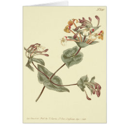 Cartão Ilustração Amarela Minorca Honeysuckle