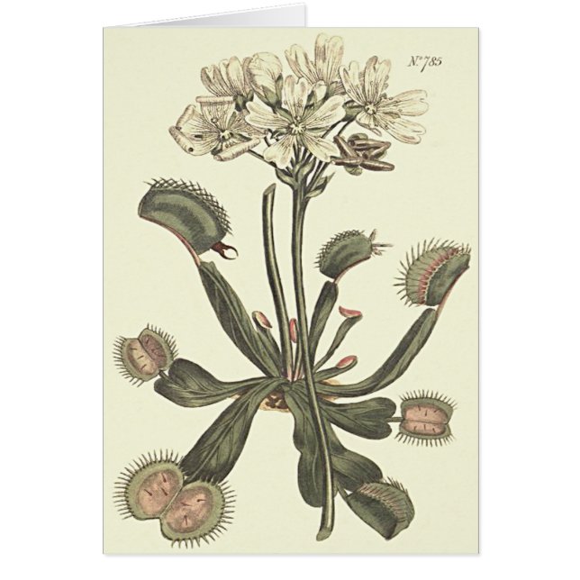 Cartão Ilustração Botânica de Flytrapping Venus (Frente)