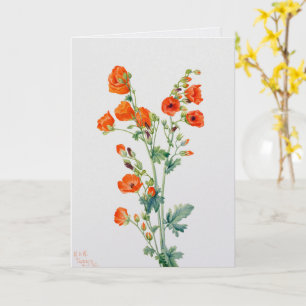 Cartão Ilustração Botânica de Globemallow do Deserto Vint