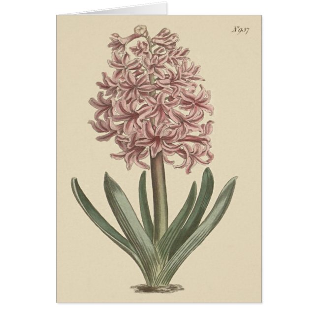 Cartão Ilustração Botânica de Hyacinth Garden (Frente)