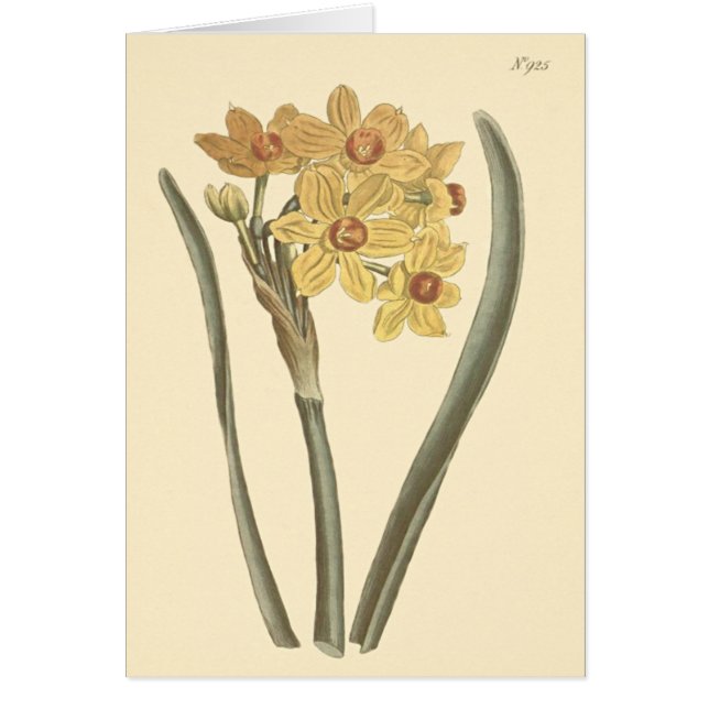 Cartão Ilustração Botânica de Narciso Polyanthus (Frente)