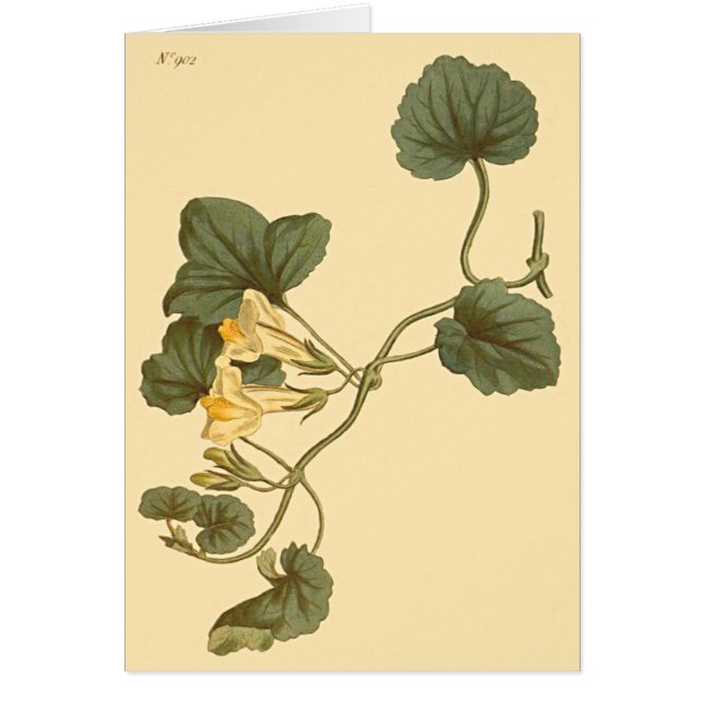 Cartão Ilustração Botânica de Snapdragon Pulverizado por  (Frente)