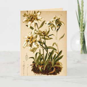Cartão Ilustração Botânica Vintage de Flores Edelweiss