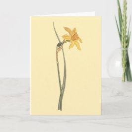 Cartão Ilustração da flor do amarelo do Daffodil de