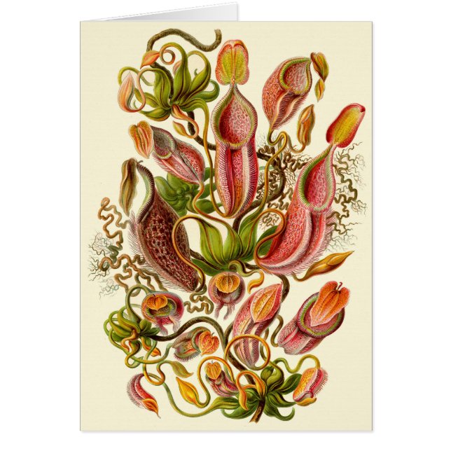 Cartão Ilustração da Planta Jarro de Haeckel para Todas a (Frente)