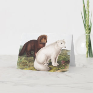 Cartão Ilustração da Raposa Árctica (Vulpes lagopus)