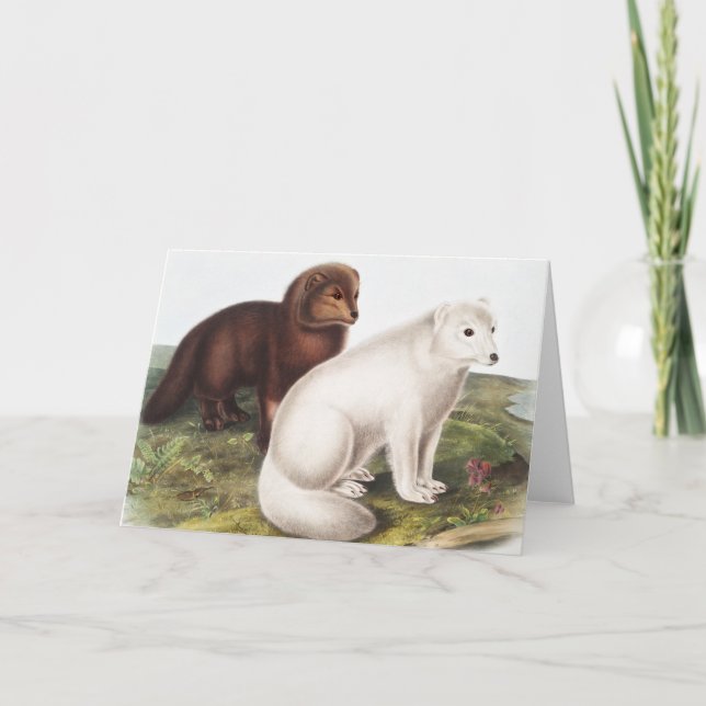 Cartão Ilustração da Raposa Árctica (Vulpes lagopus) (Frente)