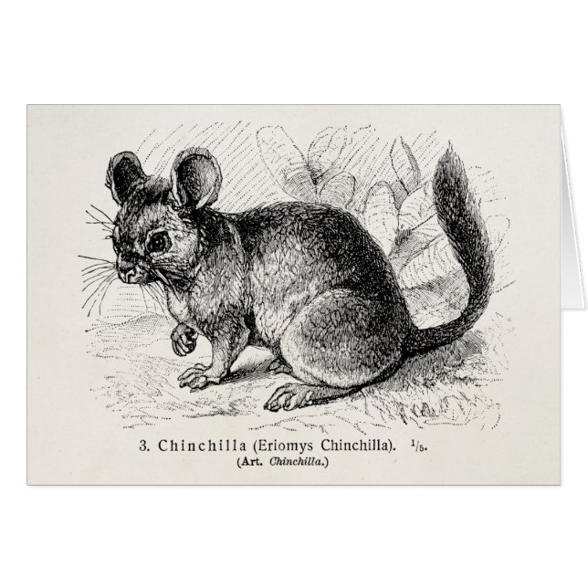 Cartão Ilustração das chinchilas da chinchila dos 1800s (Frente Horizontal)